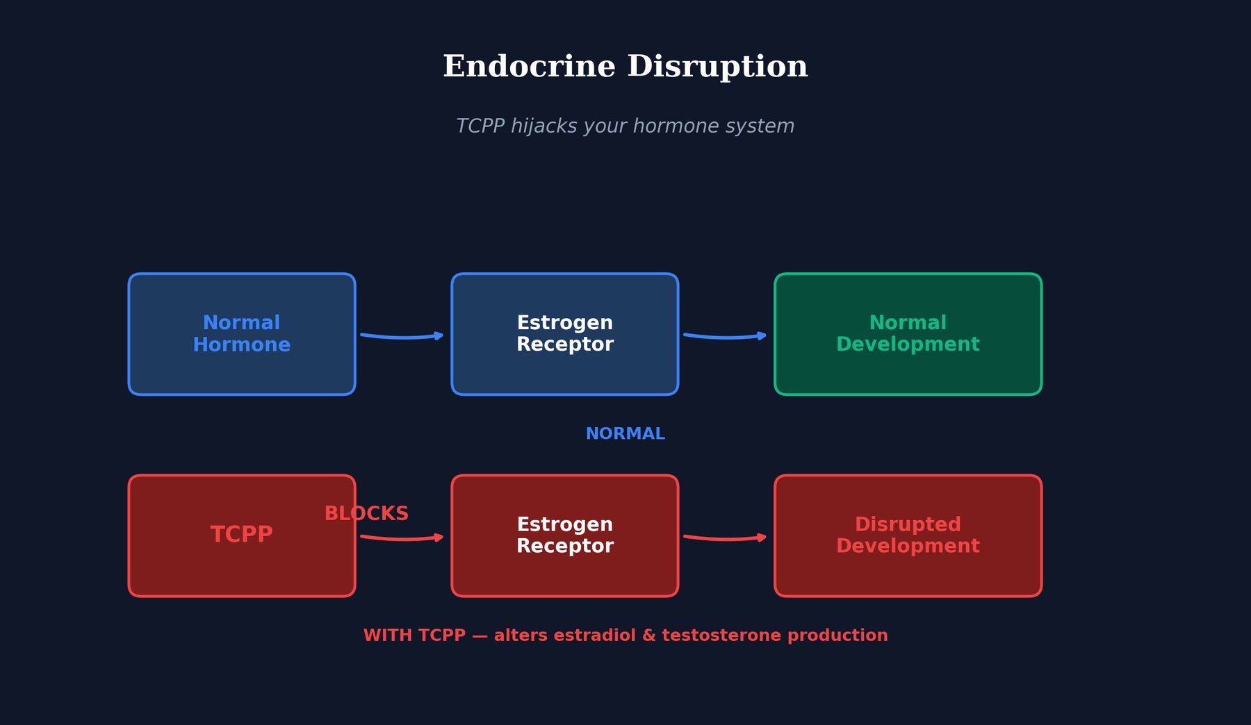 Endocrine Disruption illustration